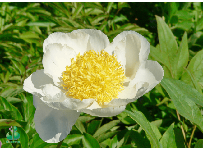 Paeonia lactiflora   'Whitleyi Major'